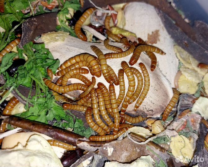 Корм, мучной червь