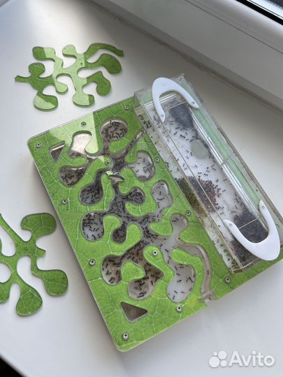 Муравьиная ферма с муравьями