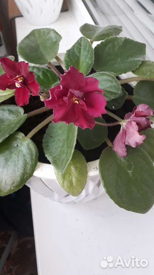 Фиалки- растюшки-малышки