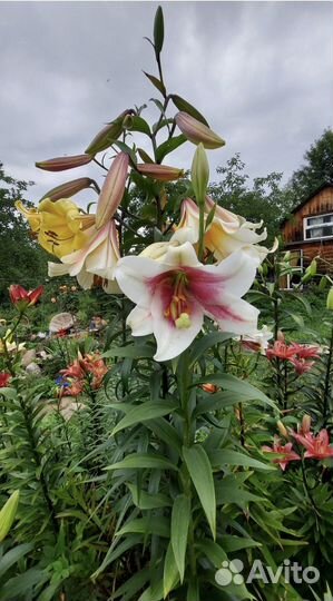 Лилия гигант