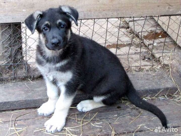 Щенки девочки вео