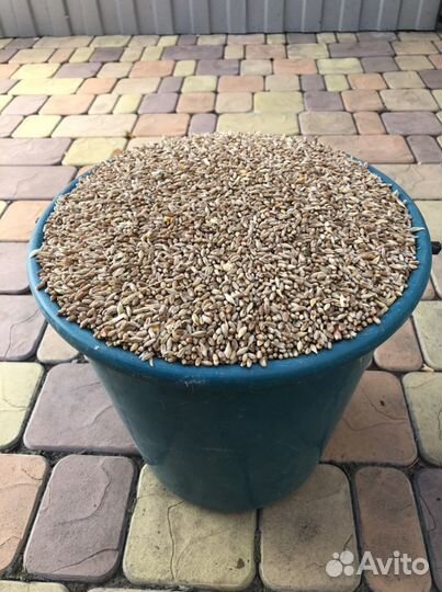 Пшеница урожая 2022 года