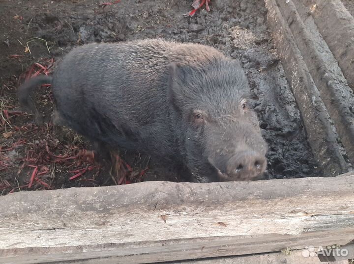 Вьетнамский вислобрюхий хряк(кабан)