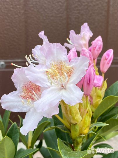 Рододендрон