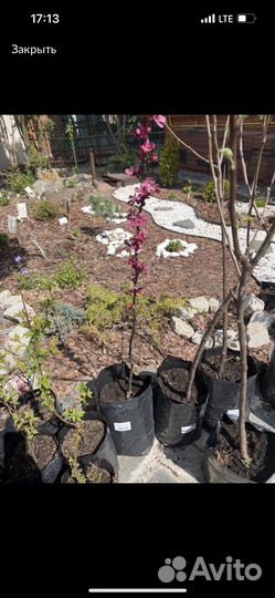 Яблоня торинга Фрея