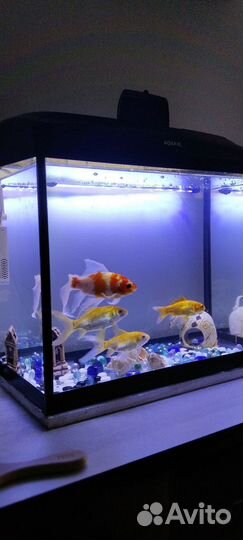 Аквариум фирмы aquael с рыбками