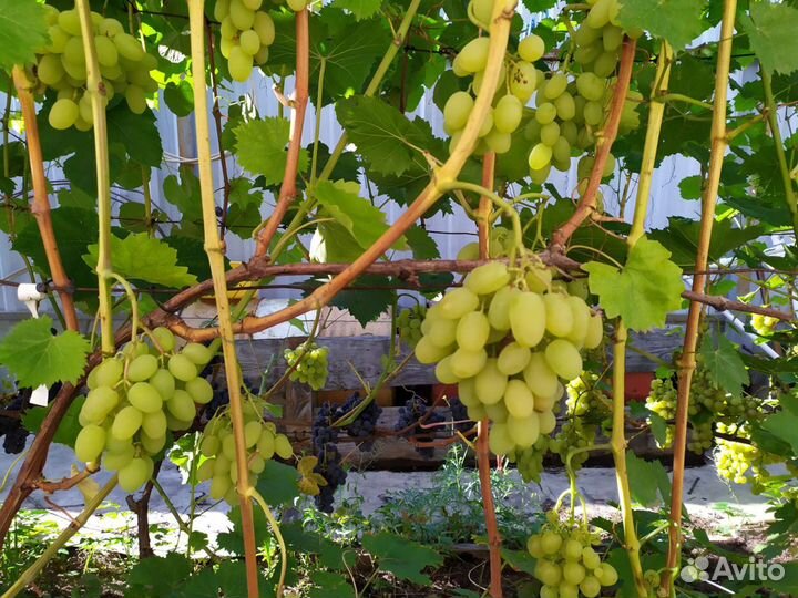 Саженцы винограда