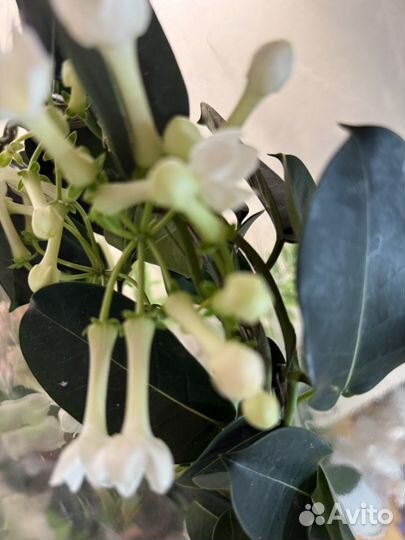 Жасмин стефанотис