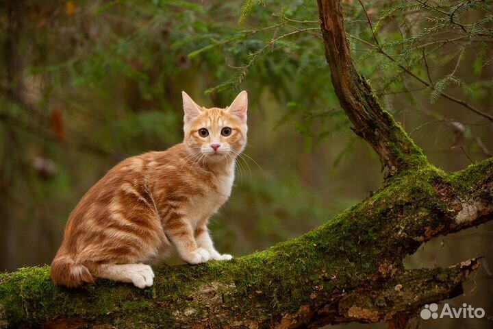 Котята курильского бобтейла