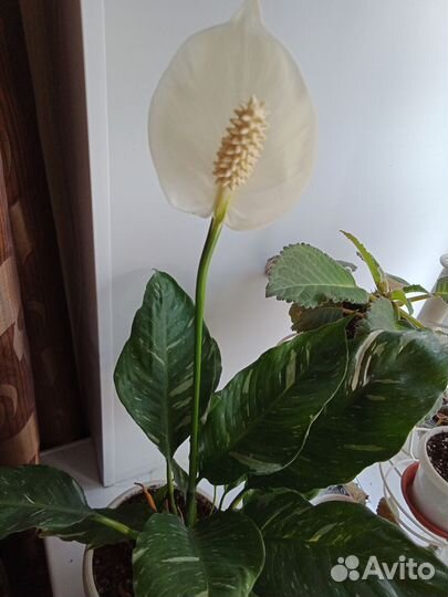 Спатифиллум домино