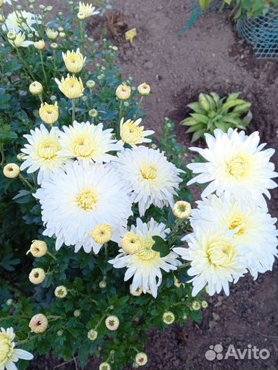 Хризантемы на срез