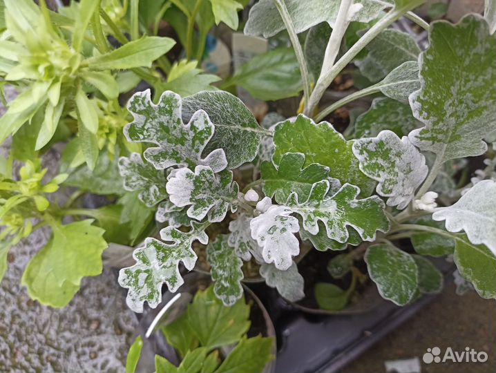 Садовые цветы: астра, цинерария