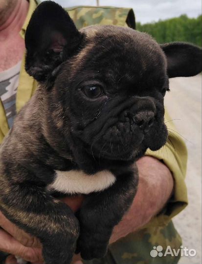 Французский бульдог