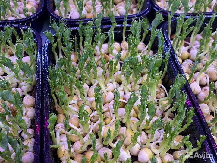 Микрозелень