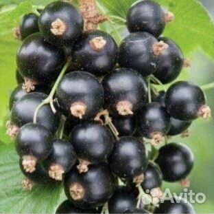 Саженцы ч/смородины, крыжовника