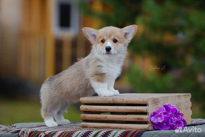 Вельш корги пемброк