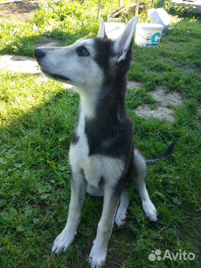 Щенок 4 месяца