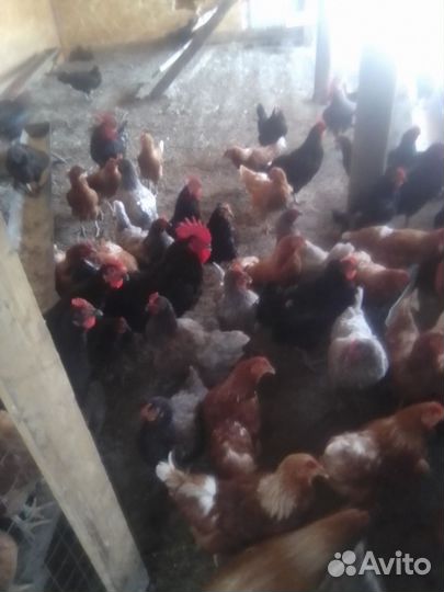 Куры и петухи