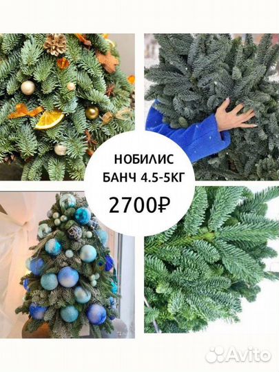 Нобилис ель