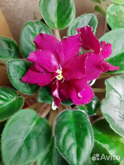 Цветущие фиалки