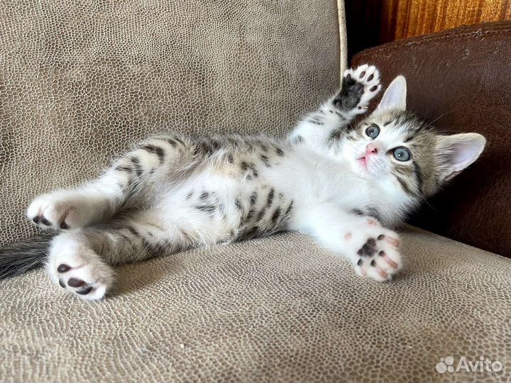 Котёнок мальчик