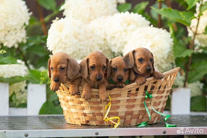 Щенки таксы миниатюрной от родителей чемпионов