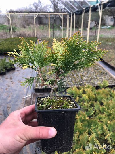 Саженцы хвойных растений