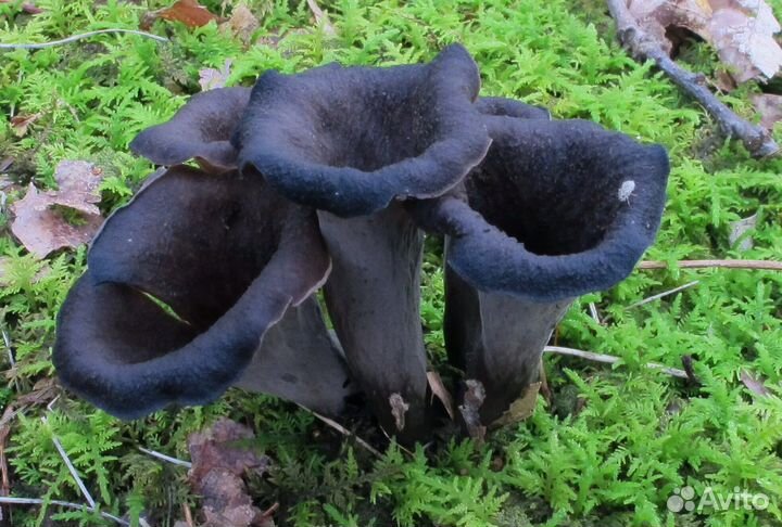 Грибы маслята