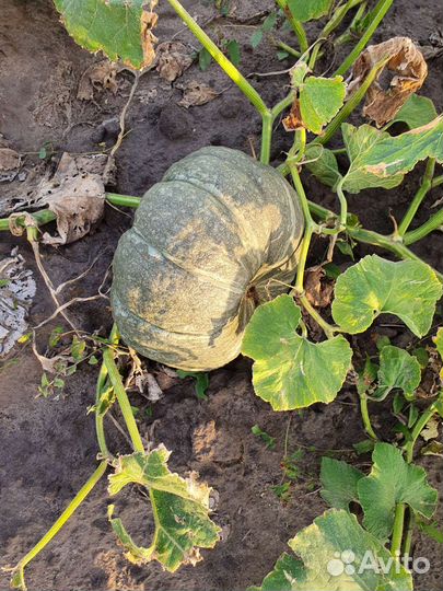 Тыква мраморная(жаба)