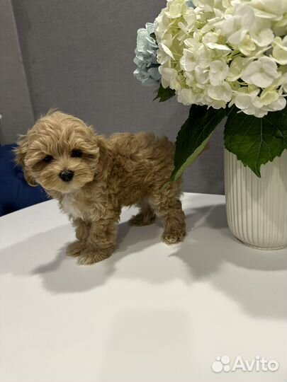 Мальтипу f1 mini micro