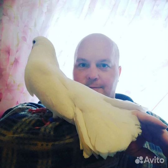Голуби павлины