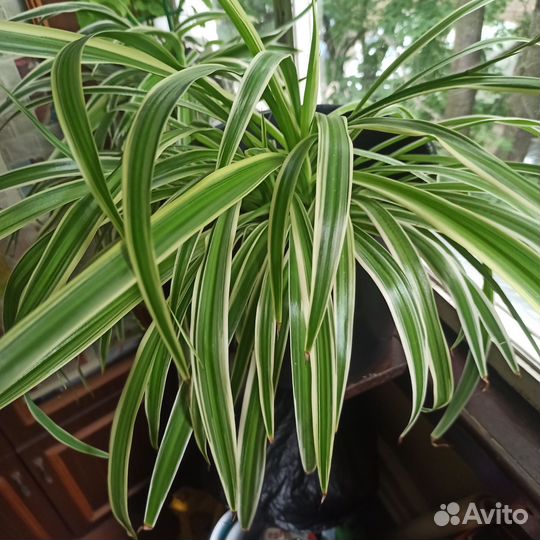 Хлорофитум