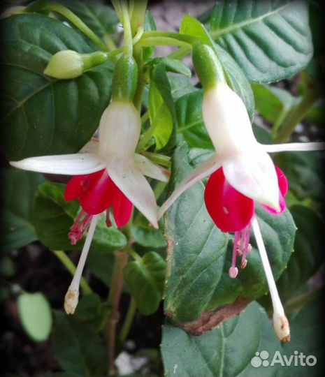 Фуксии коллекционные