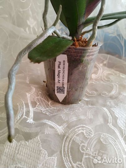 Орхидея Phal.В наличии. Magic Art (peloric)