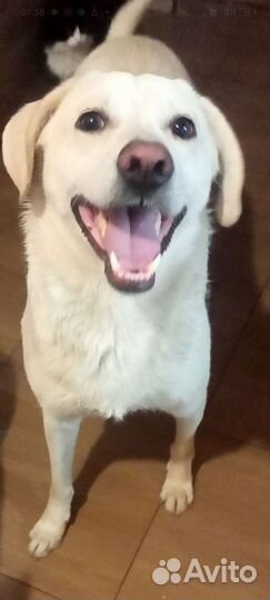 Приучен к выгулу