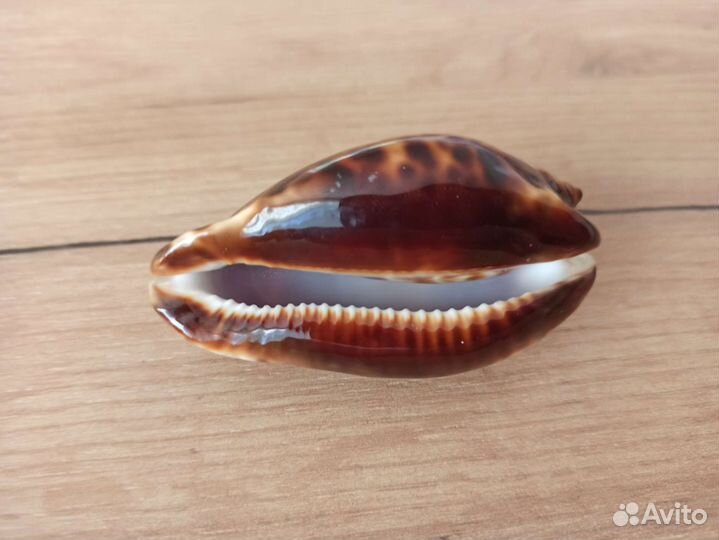 Морская раковина