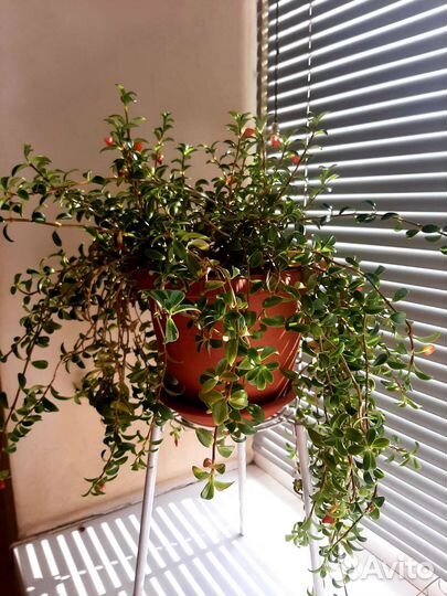 Гипоцирта (комнатное растение)