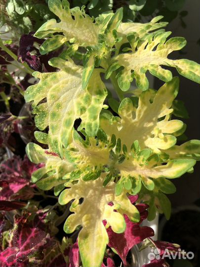 Колеусы вегетативные