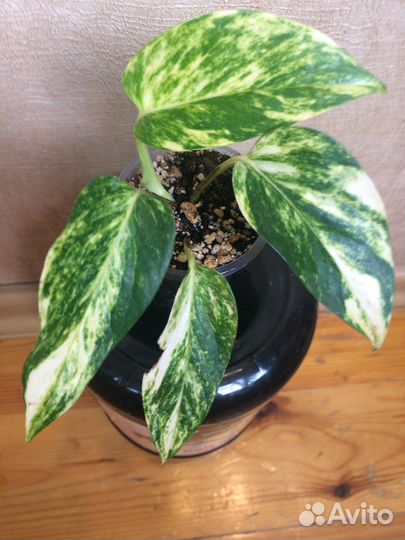 Калатея,Филодендрон,Эпипремнум