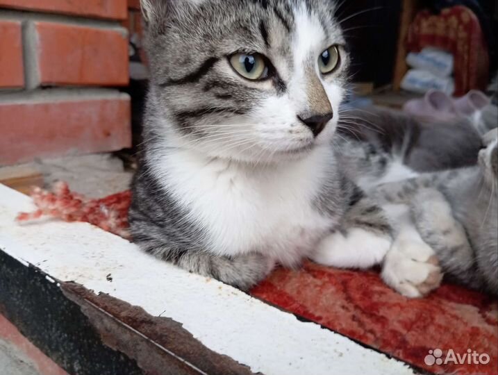 Котята в добрые руки бесплатно