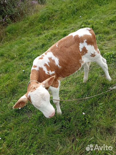 Корова, телочка