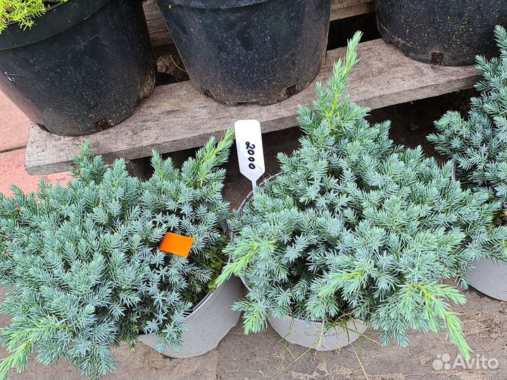 Хвойные,лиственные,декоративные растения