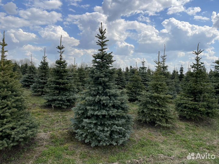 Ель голубая extra формированная с125, 3-3.5 метра