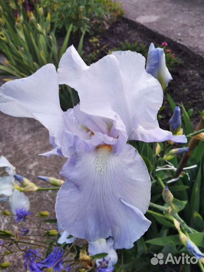 Ирисы бородатые