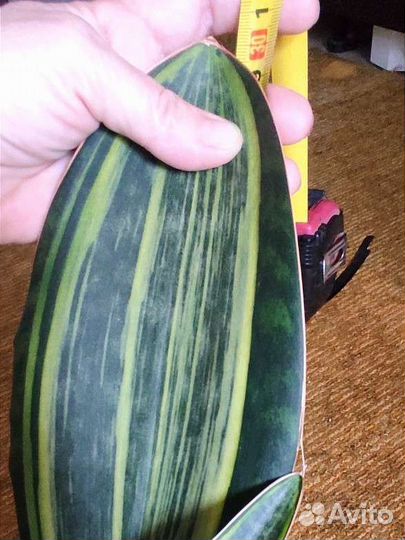 Сансивиерии сортовые