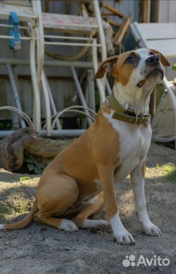 Стаффордширский терьер