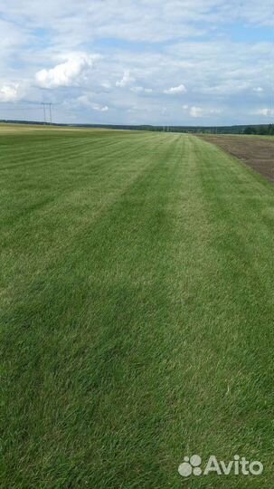 Рулонный газон премиум