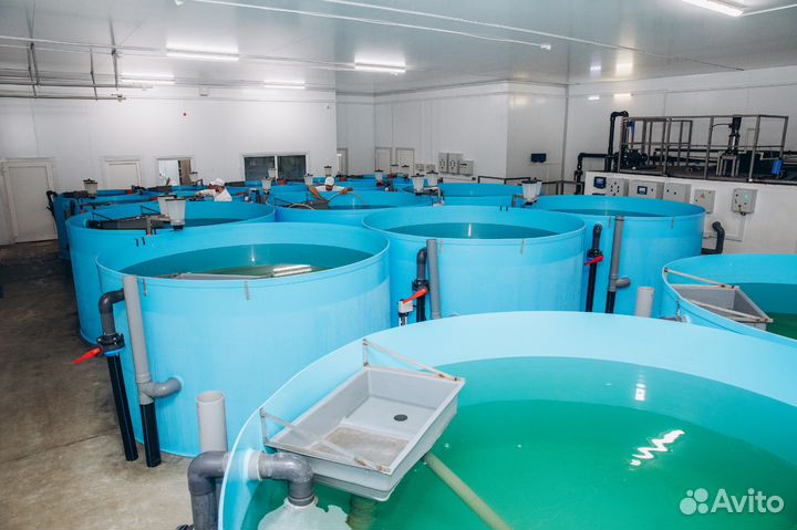 Форель свежая