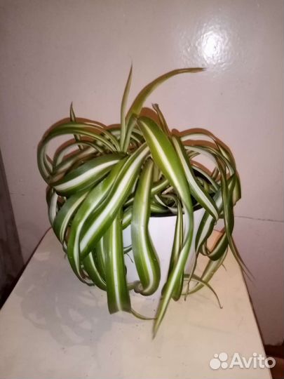 Хлорофитум