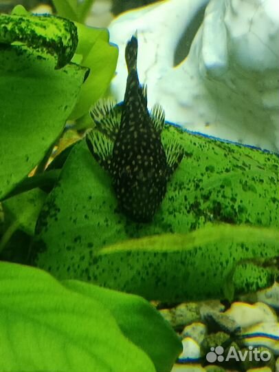 Сомики анциструсы